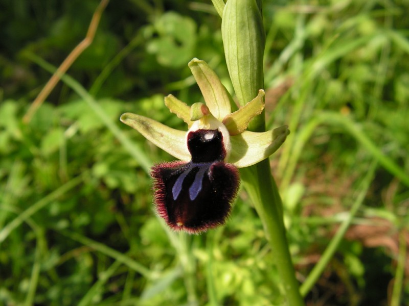 Ophrys